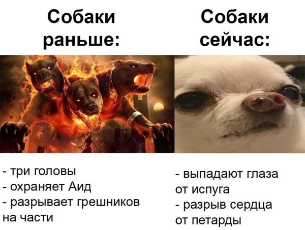 Про современных собак