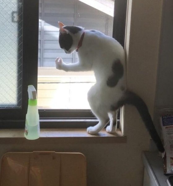 Кот итальянец у окна