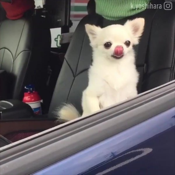 Сонный чихуа в машине