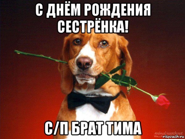 С днем дня рождения Мем собака