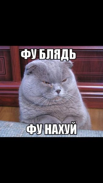 Кот Мем