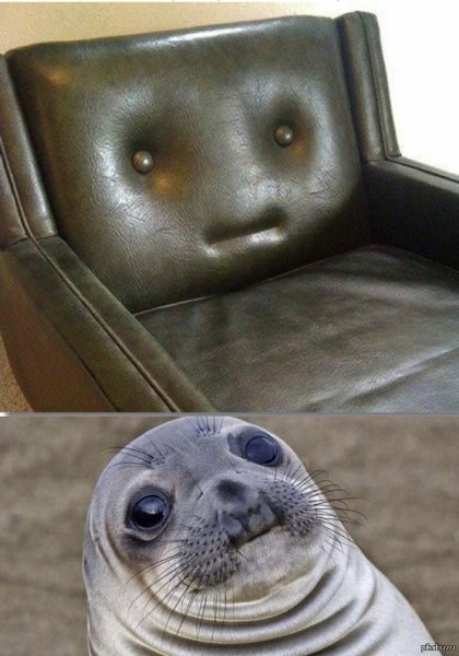 Морской котик Мем