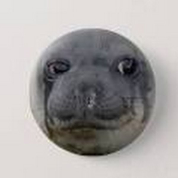 Морской котик