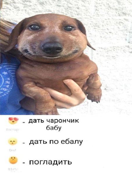 Собака которую покусали пчелы