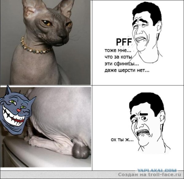 Сфинкс приколы