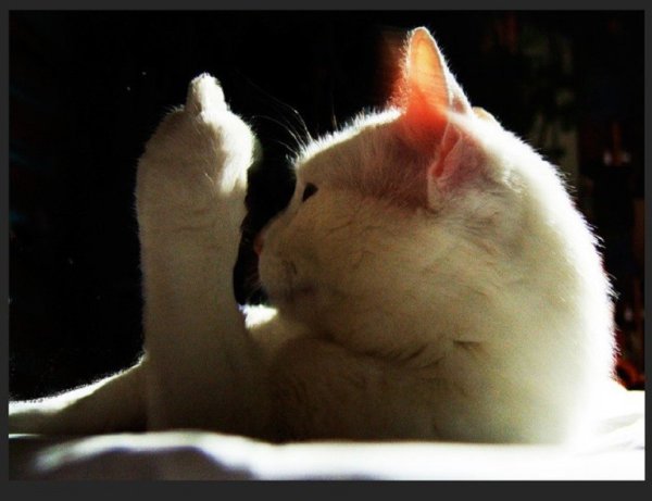 Кошка показывает фак