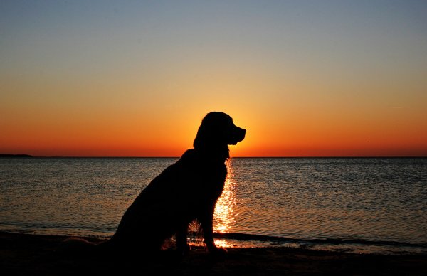 Собака на фоне заката