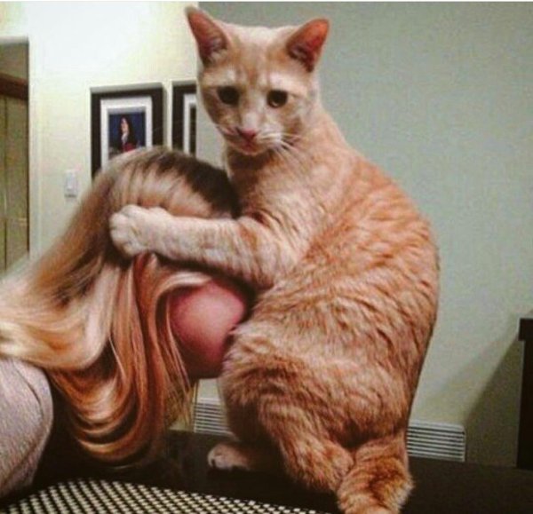 Кот извращенец