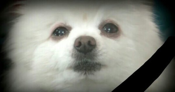 Шпиц плачет