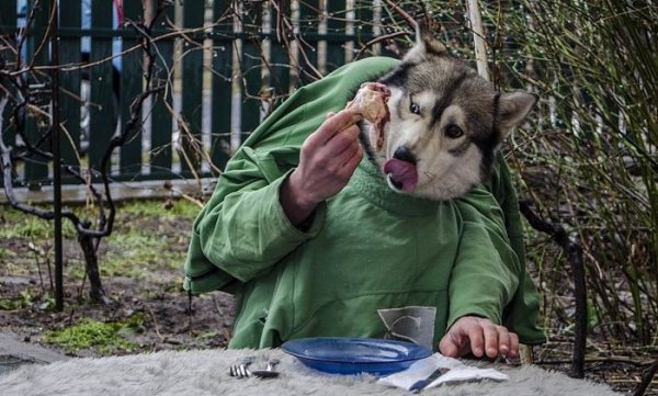 Пьяный волк