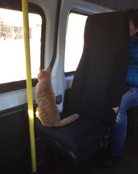Кот в маршрутке