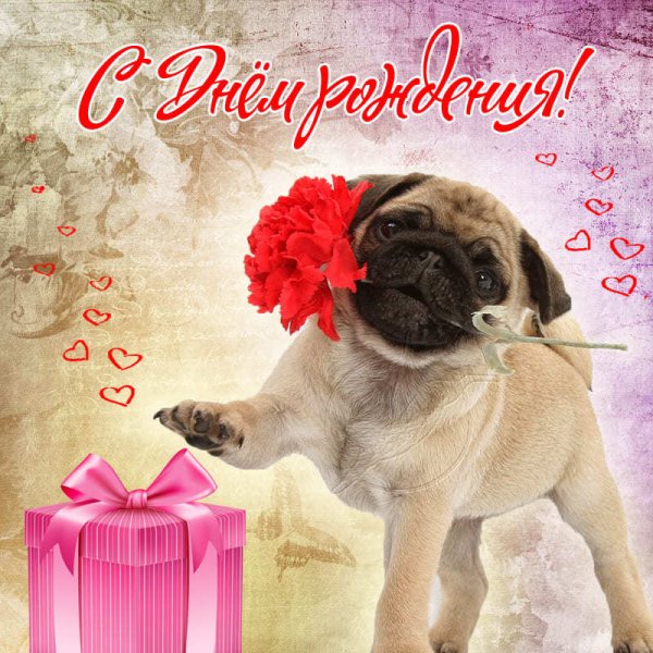 Поздравления с днём рождения с мопсом