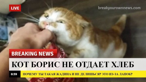 Breaking News кот