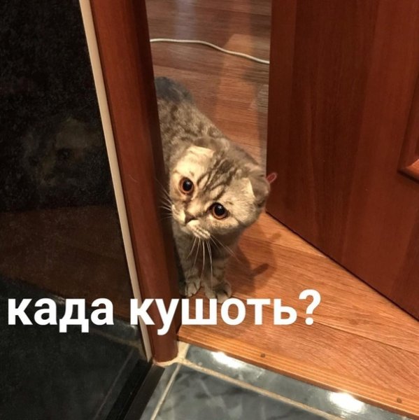 Кушац кот
