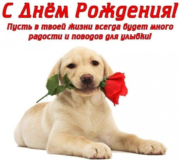 Поздравительные открытки с собаками