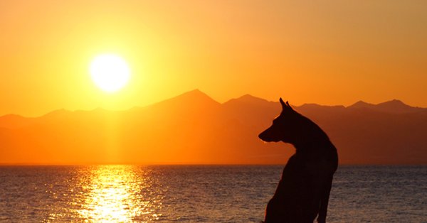 Волк на закате