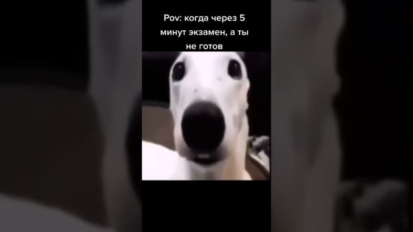 Собака дрожит Мем