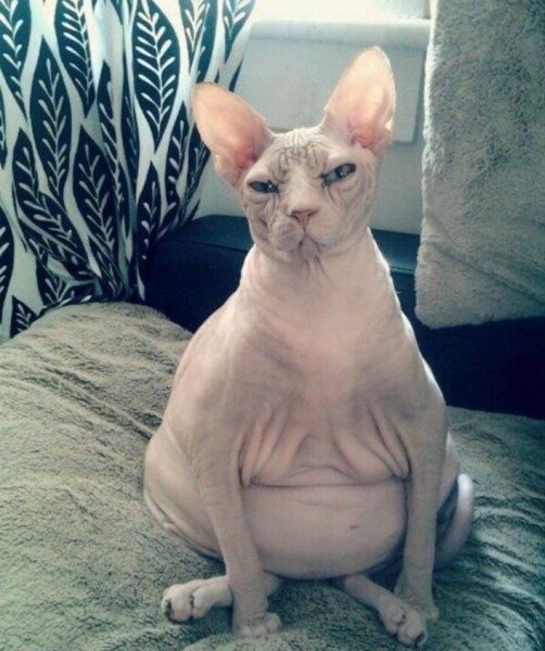 Донской сфинкс упитанный