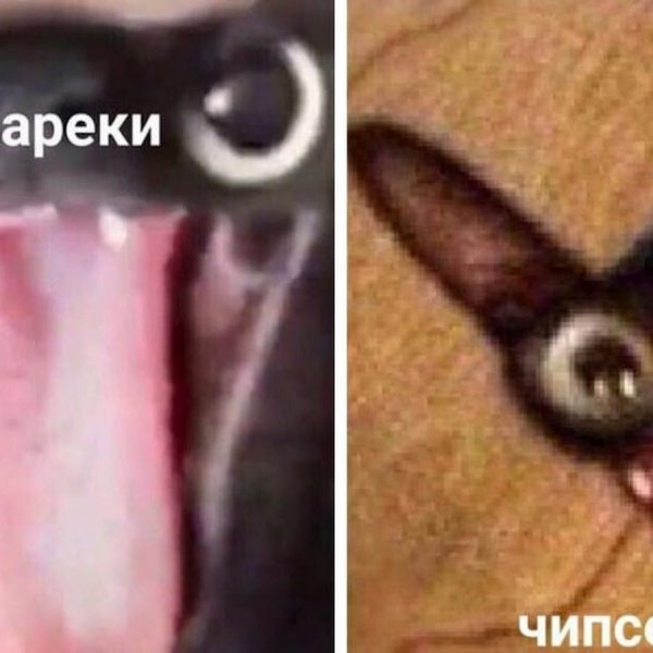 Коты мемы