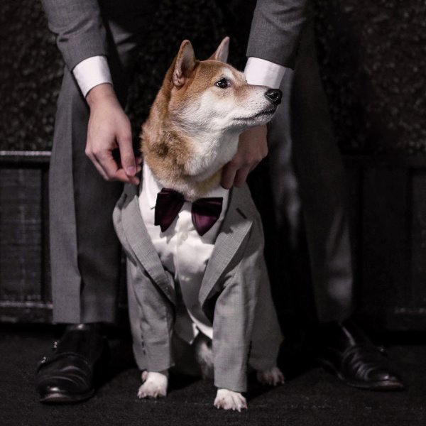 Собака в пиджаке