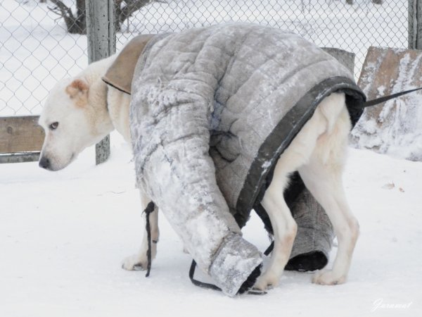 Собака в валенках
