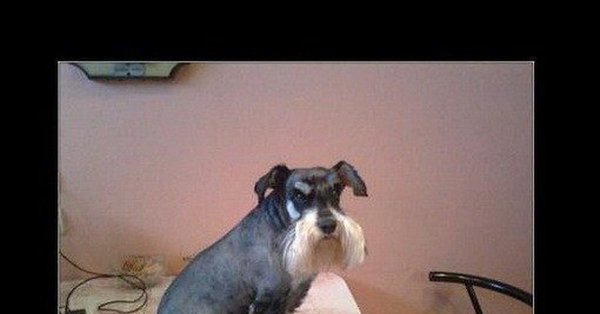 Фото подписанная собака обижака