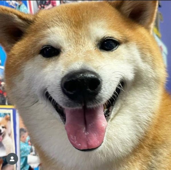 Доге и Чимс