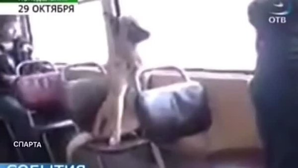 Бездомная дворняга ездит в столовую в трамвае