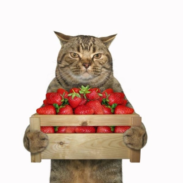 Кот клубника