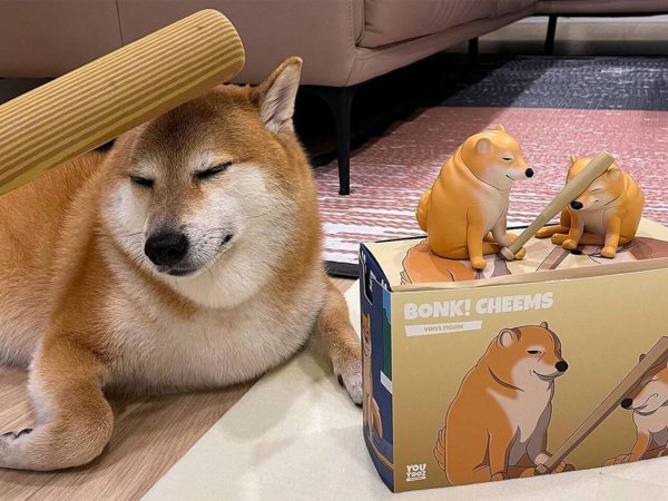 Сиба ину доги