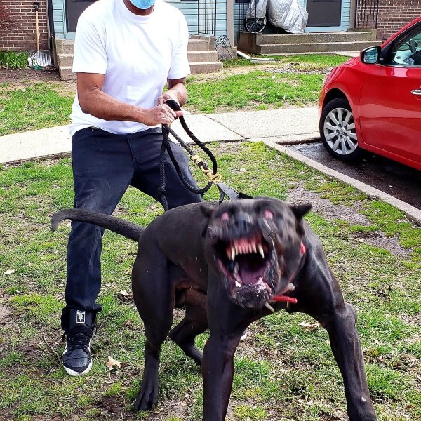 Огромная злая собака