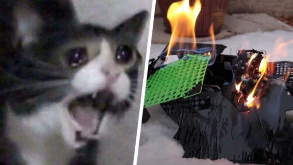 Плачущий кот