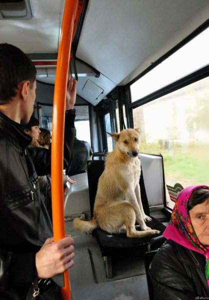 Собака транспорт