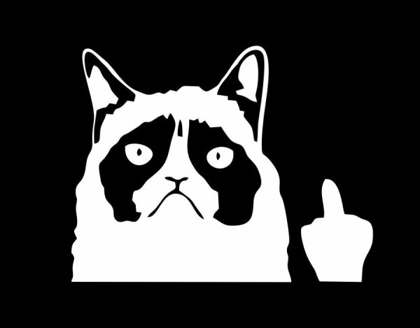 Котик показывает средний палец