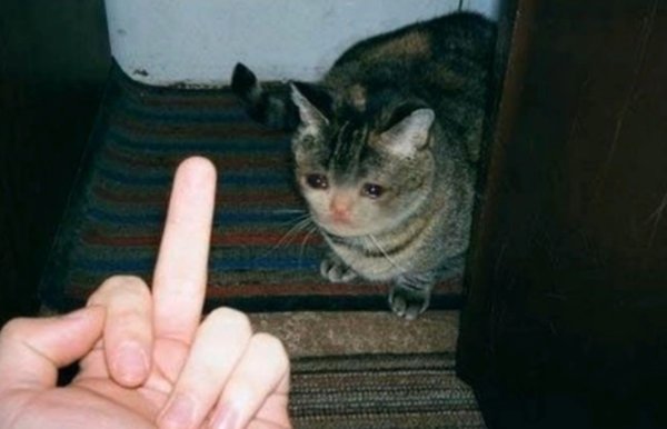 Кот показывает средний палец