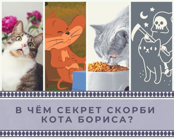 В чем секрет кота Бориса
