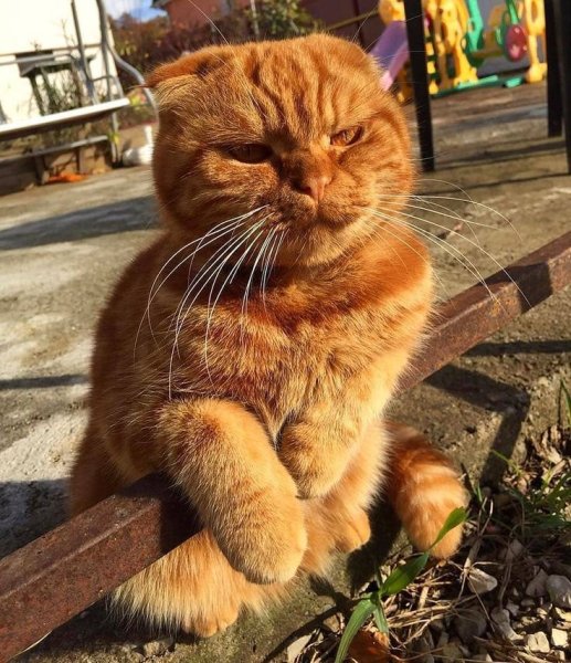 Фу Анапа кот