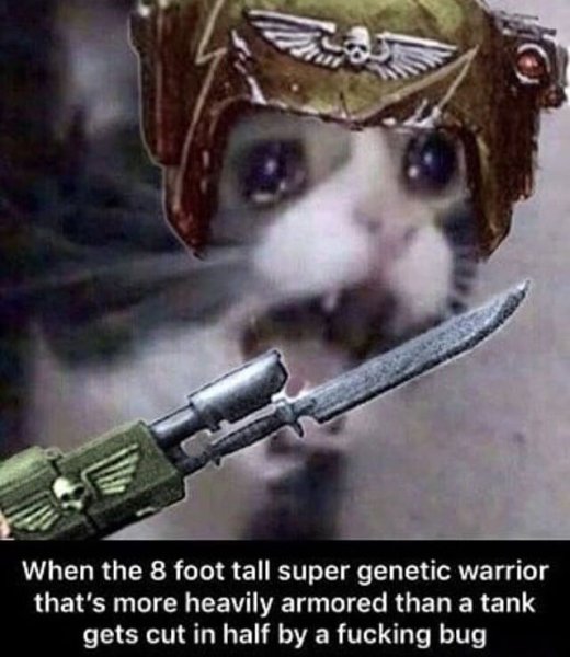 Вархаммер котенок Гвардеец