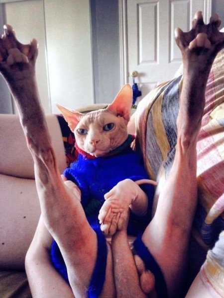 Сфинкс кошка смешные