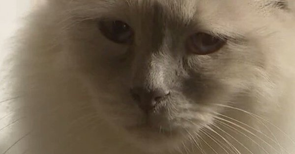 Кот плачет Мем