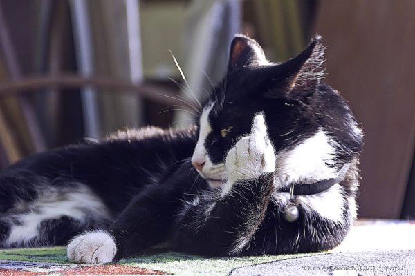 Настоящий кот