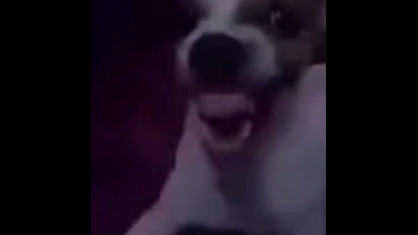 Фильм смеющийся пес