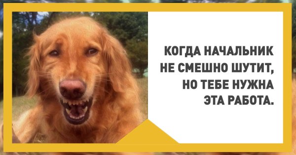 Собака смеется Мем