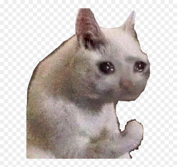 Кот плачет Мем