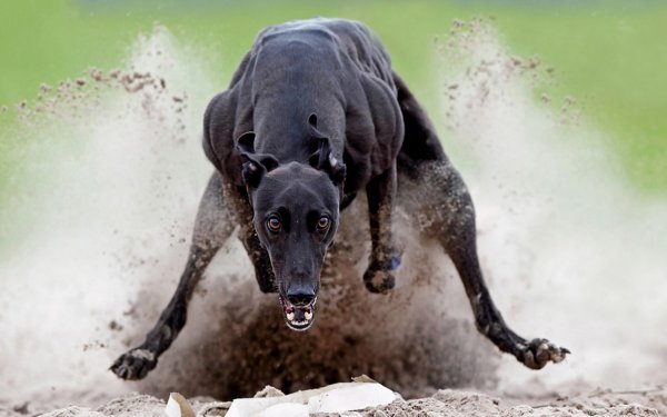 Грейхаунд черный