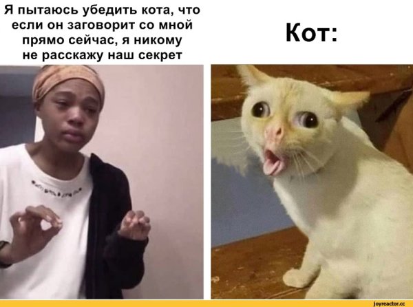 Секрет Мем с котом
