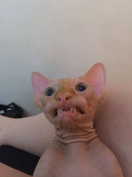 Смешные лысые коты