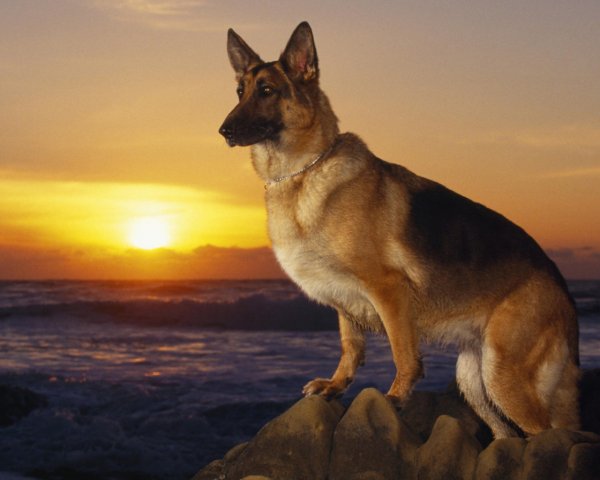 Овчарка на закате