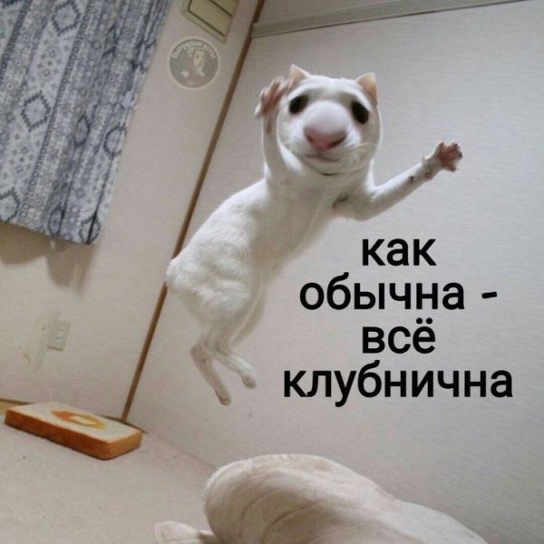 Пикчи смешные мемы