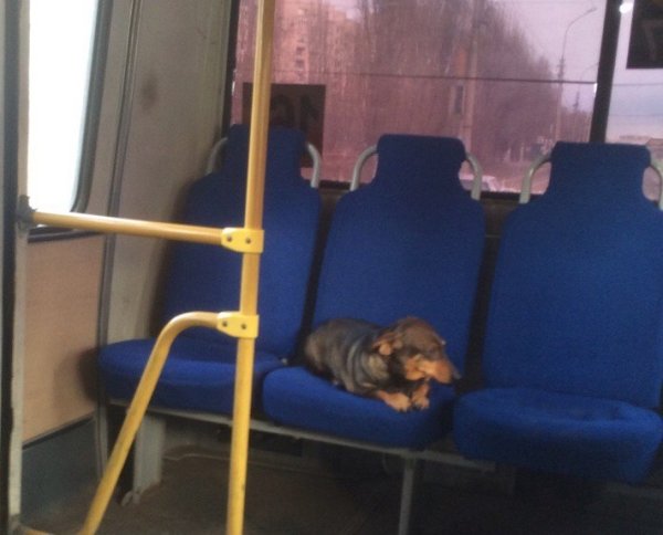 Собака в общественном транспорте